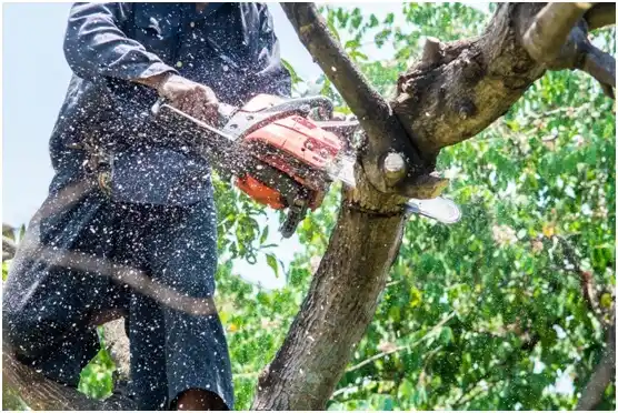 tree services Dranesville